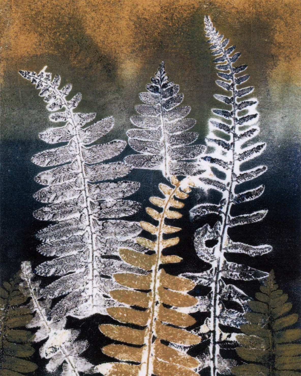 Ferns: Botanical Notecards Set